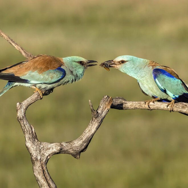 Avifauna