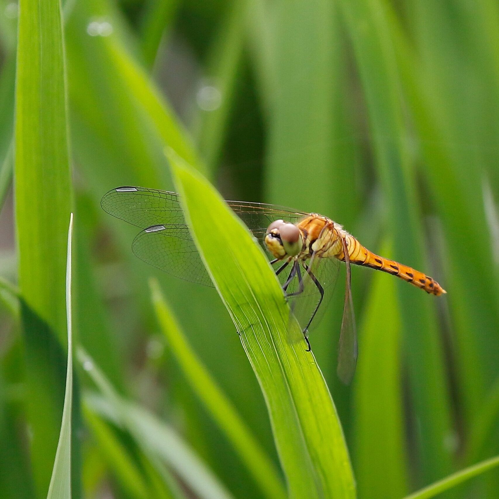 insect